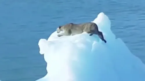 Un puma aperçu sur un iceberg à la dérive (Vidéo)
